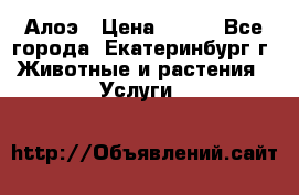 Алоэ › Цена ­ 150 - Все города, Екатеринбург г. Животные и растения » Услуги   